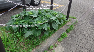 DSC09142.JPG