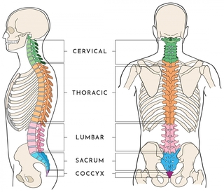 Spinal-Anatomy-1200x1030.jpg