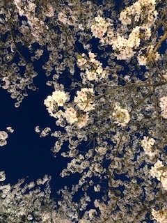 image1.jpeg
